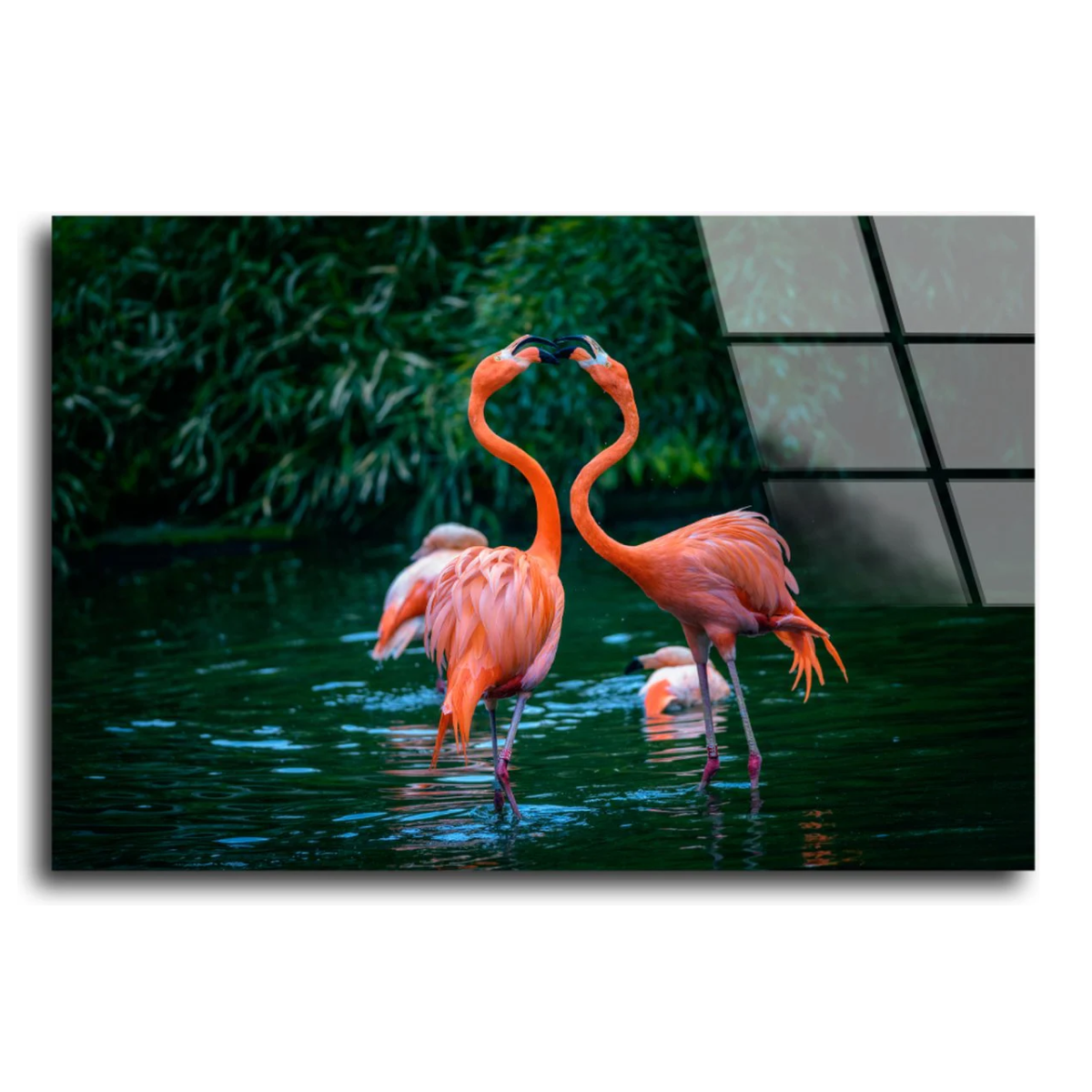Glasschilderij Caribische Flamingo's