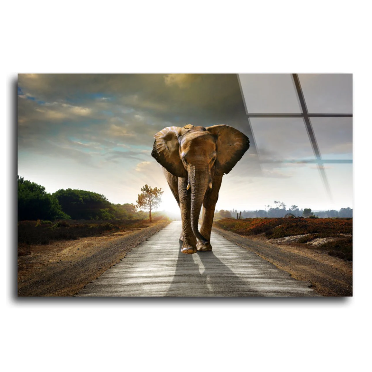 Glasschilderij Olifant Op De Weg