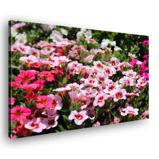 Canvas Schilderij Calibrachoa