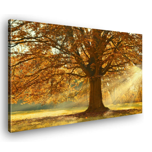 Canvas Schilderij Herfst Boom