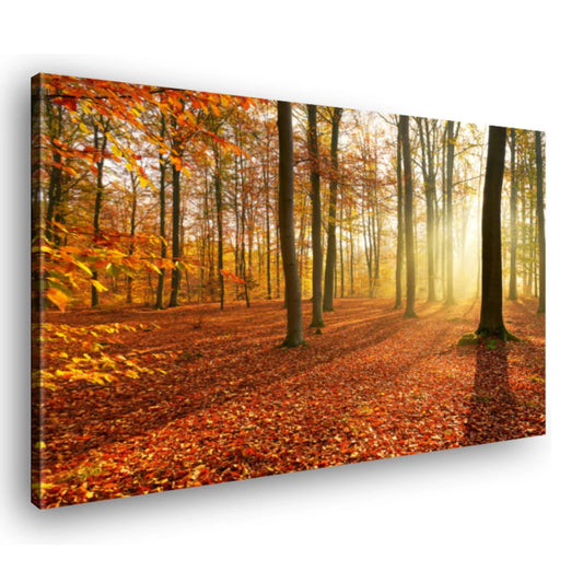 Canvas Schilderij Herfst Bos Zonnestraal