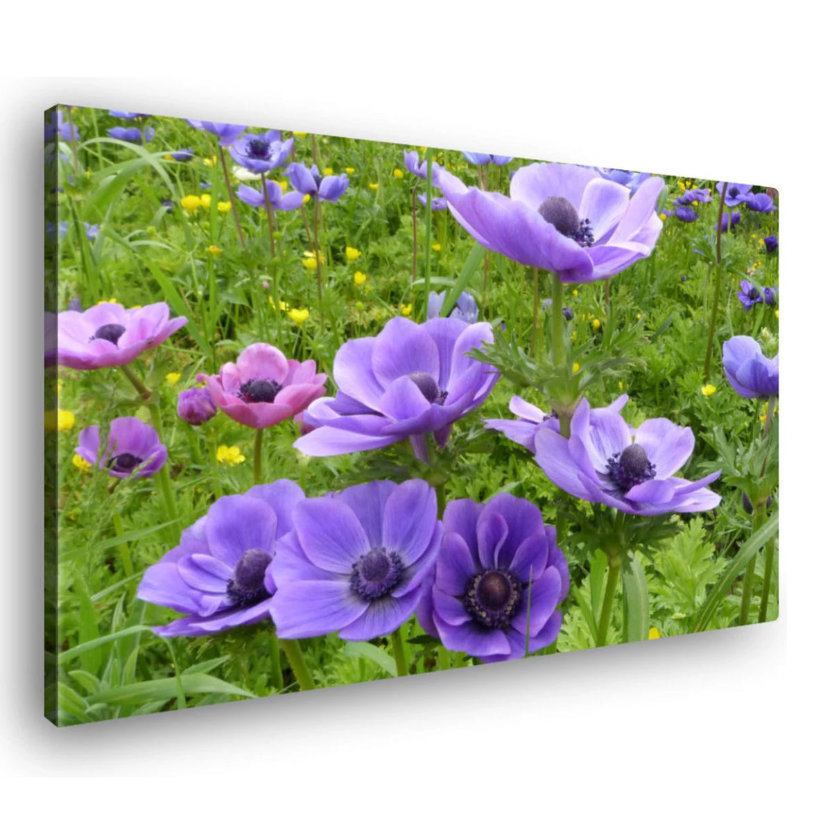 Canvas Schilderij Paarse Anemone