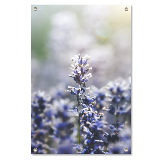 Tuinposter Lavendel